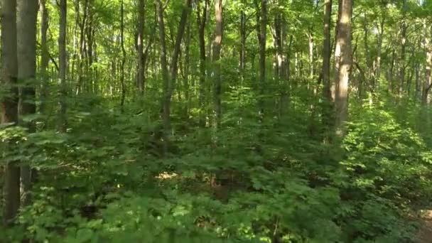 Trailside Van Een Puur Natuurlijk Bos Getoond Door Drone Tillen — Stockvideo