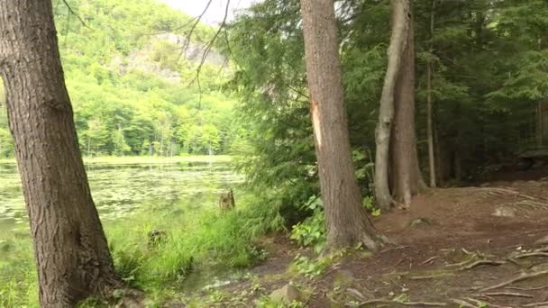 Drone Che Vola Fuori Dalla Foresta Lateralmente Sul Lago Con — Video Stock