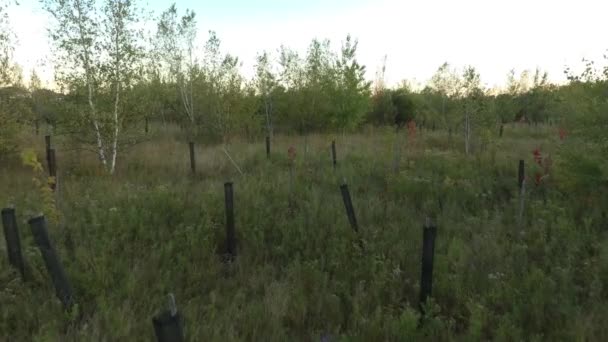 Dron Stoupající Nad Malý Průzračný Otvor Pěstoval Nové Stromy Pro — Stock video