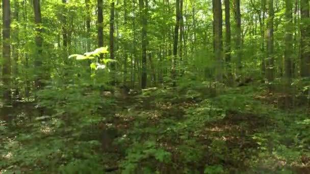 Weelderige Groene Vegetatie Gedijt Het Canadese Bos Tijdens Zonnige Zomerdag — Stockvideo