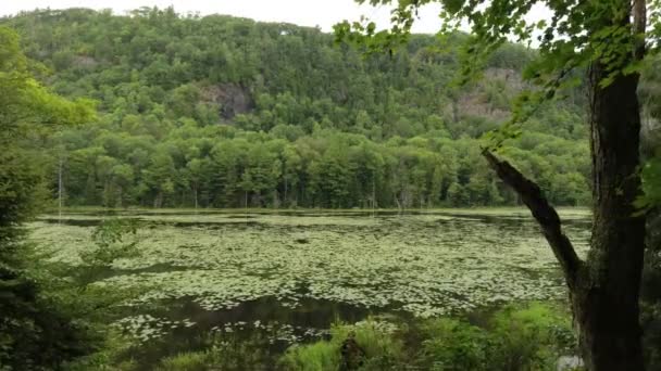 Grande Colpo Drone Che Vola Fuori Dalla Foresta Verso Lago — Video Stock