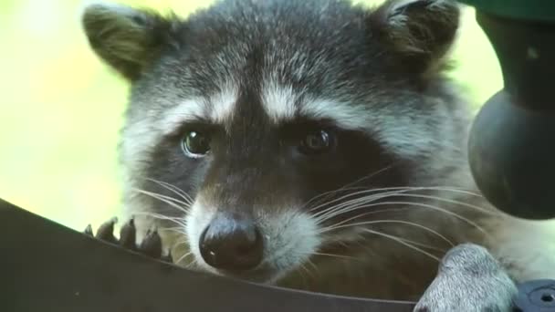 Een Schattige Wasbeer Klimmen Een Vogel Feeder Feesten Zaad — Stockvideo