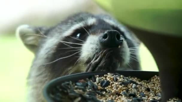 Söt Racoon Festar Fågelfrön Närbild — Stockvideo