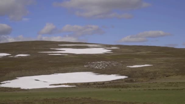 Bir Grup Ren Geyiği Yazın Ortasında Karla Dağlara Taşınıyor — Stok video