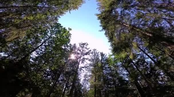 Looking Blue Sky Pine Forest Forest Sides Wide Angle View — Stock Video