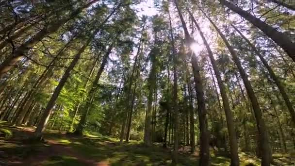 Guardarsi Intorno Una Tranquilla Pineta Verde Lussureggiante Con Obiettivo Grandangolare — Video Stock