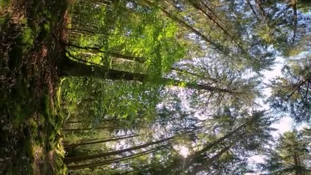 Vertical Wide Angle Shot Beautiful Pine Forest Sweden Camera Pans — Stok video