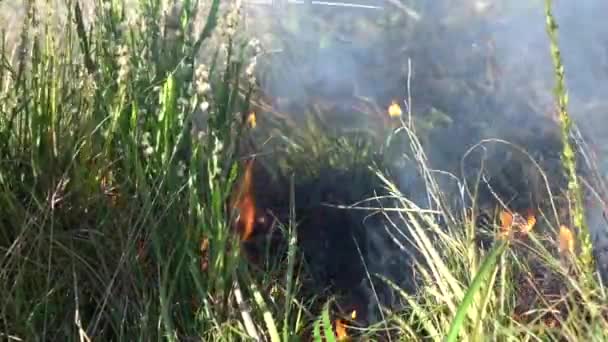 Ogień Dym Płonąca Trawa Krzak Pola Urugwaju Ameryka Południowa Zbliżenie — Wideo stockowe