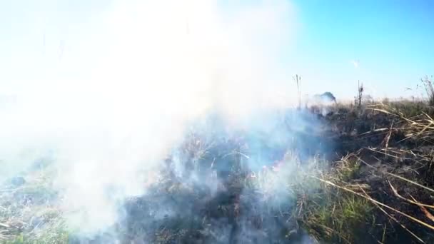 Fire Smoke Burning Grass Crops Bush Field Uruguay South America — Vídeo de stock