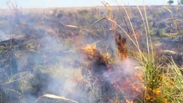 Ogień Dym Płonąca Trawa Krzak Pola Urugwaju Zbliżenie — Wideo stockowe