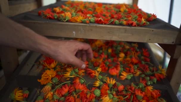 Frische Calendula Blüten Auf Einem Trockengestell Zeitlupe Gefilmt — Stockvideo