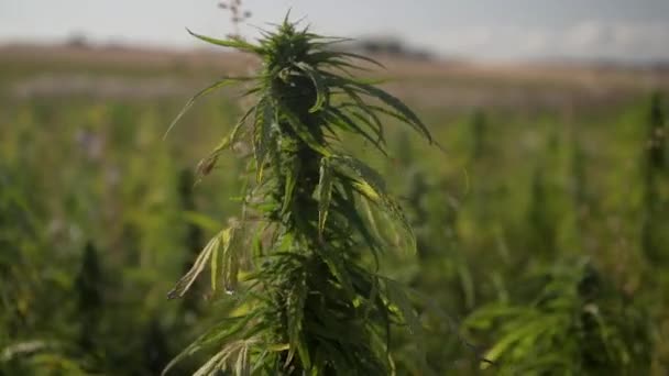 Hemp Plant Wind Big Plantation Field Shot Slowmotion Really Close — Stock Video