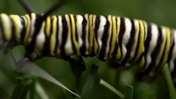 黑色和黄色条纹毛毛虫的宏观视图爬过草丛 非常近 — 图库视频影像