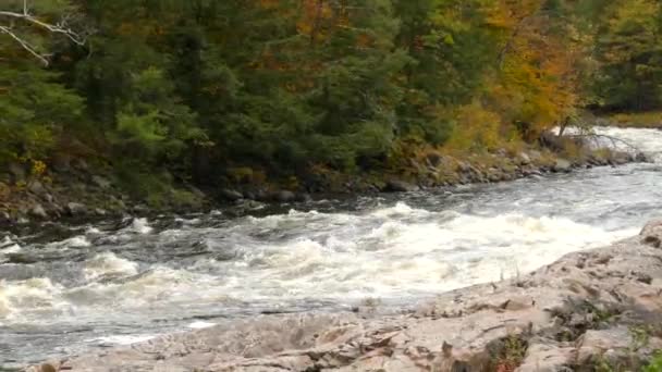 Kanada Nın Karışık Ormanları Muhteşem Nehir Gibi Kütleleriyle Doludur — Stok video