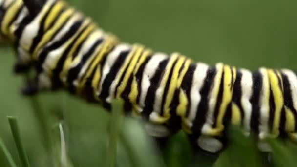 Monarch Caterpillar Walks Grass Macro Close — Stock Video