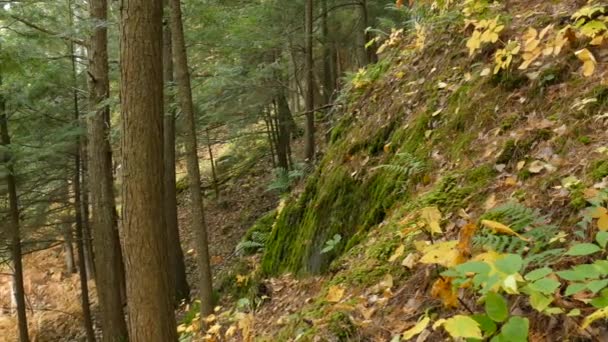 Cliffs Fall Mixed Forest North American Can Beautiful Times — Stock Video