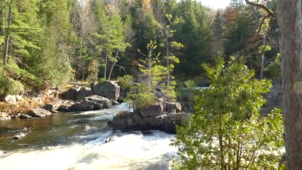Όμορφο Τοπίο Ενός Ποταμού Κάνει Μια Στροφή Ένα Φθινόπωρο Δάσος — Αρχείο Βίντεο