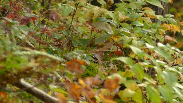 Pequeno Pássaro Junco Esconde Folhas Queda Thru Coloridas Belos Tons — Vídeo de Stock