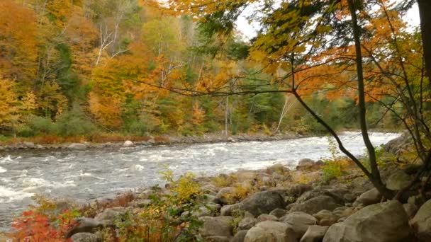 Rapide Bianche Del Fiume Che Scorrono Attraverso Bellissimi Paesaggi Boschivi — Video Stock