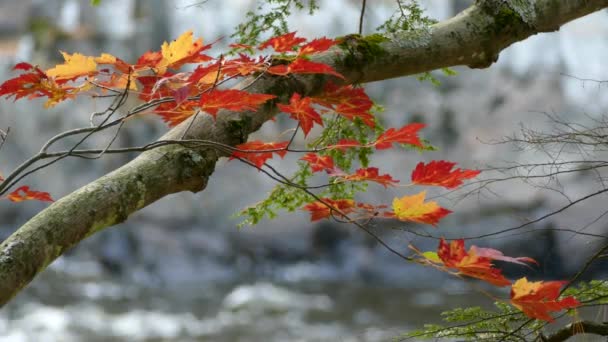 Fogliame Rosso Brillante Autunno Con Scogliere Pietra Spruzzi Acqua Dietro — Video Stock