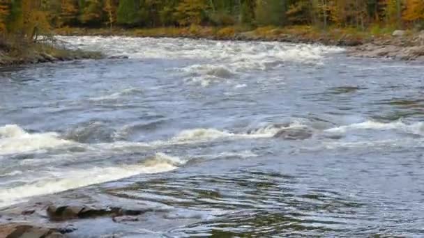 秋に川を訪れる人を待っているのは 静かで純粋な光景です — ストック動画