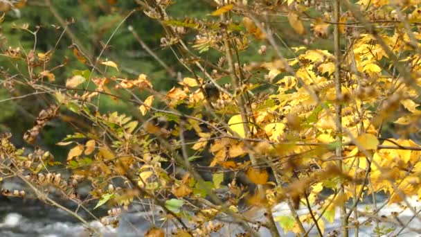 Fågel Står Färgat Träd Hösten Medan Vita Flodforsar Flyter Bakgrunden — Stockvideo