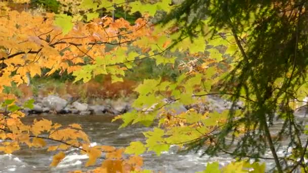 Φωτεινό Φύλλωμα Φθινόπωρο Δει Στο Επίκεντρο Ενώ Ποτάμι Ρέει Πίσω — Αρχείο Βίντεο