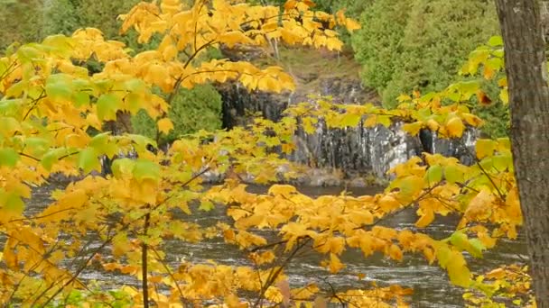 Feuilles Jaune Vif Arbre Automne Laisse Juste Assez Espace Pour — Video