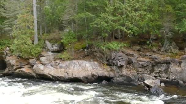 松林が成長している石の岩壁で作られた美しい川の海岸 — ストック動画
