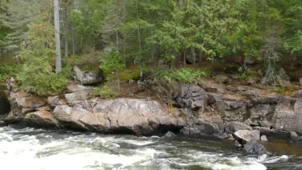 Bella Riva Del Fiume Pietra Parete Rocciosa Dove Cresce Una — Video Stock