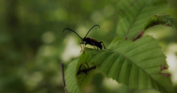 Bug Long Bent Antennae Sitting Leaf Forest — Stock Video