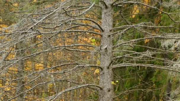 Only Tiny Birds Fall Migration Moving Picture Perfect Scenery — Stock Video