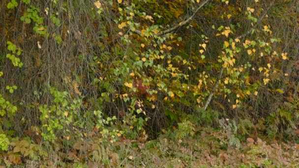 Can You Spot Well Camouflaged Tiny Kinglet Bird Moving Fall — Stock Video