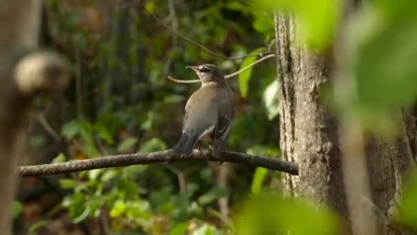 Вітер Дме Листя Відкриває Чіткий Вид Пташку Ідеальному Фоні — стокове відео