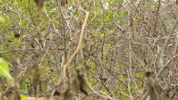 Kastfågel Försöker Gömma Sig Lövlös Vegetation Höst Med Säsongens Frukter — Stockvideo