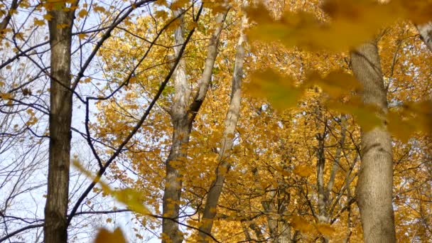 Wielki Dzięcioł Swoim Naturalnym Środowisku Słoneczny Jesienny Dzień — Wideo stockowe