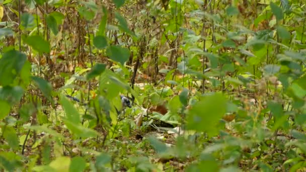 Beautifully Colored Blue Jay Bird North America Finishes Eat Flies — Stock Video