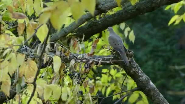 Ptak Gołąb Żałobny Kanadzie Jesienią Pochmurny Dzień Lekkim Wiatrem — Wideo stockowe
