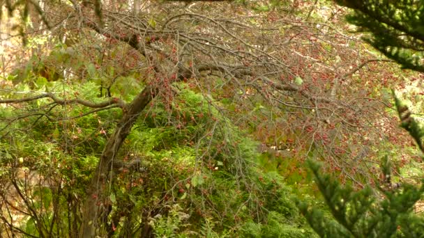 Hoeveel Vogels Vind Deze Schilderachtige Herfstscène Met Boom Fruit — Stockvideo