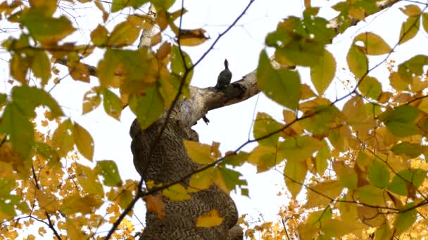 Woodpecker Mozog Ágon Miután Kárt Okozott Etetés Közben — Stock videók