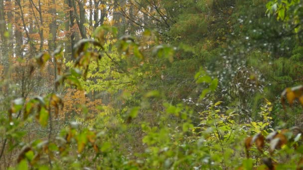 Regen Mooie Herfst Bos Met Enkele Duif Vogel Neergestreken Het — Stockvideo