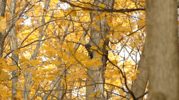 明るい黄色の秋の森には カナダの偉大な熟練したキツツキがいます — ストック動画