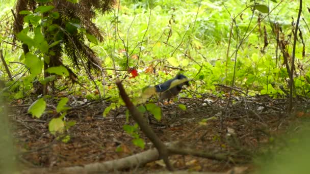地面の上の好奇心旺盛なブルージェイ鳥は不器用に上下にホップ — ストック動画