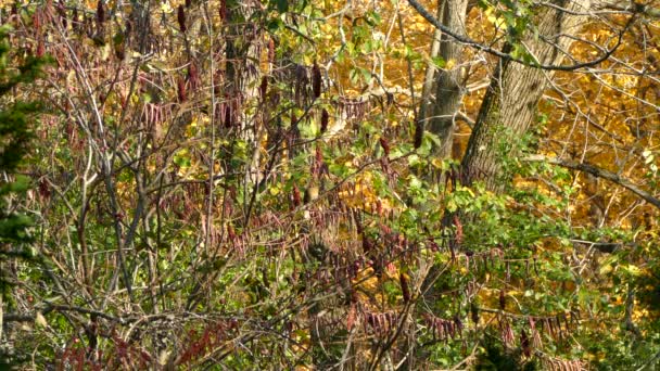 Ocupada Naturaleza Hogar Una Dama Cardenal Pie Medio Follaje Color — Vídeo de stock