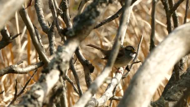 秋の晴れた日に枝から出るスズメの鳥がぼやけた草の上で — ストック動画