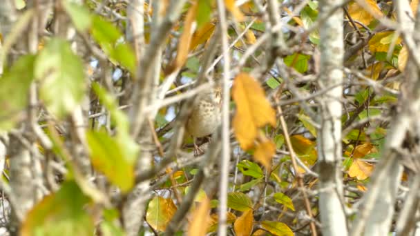 Brązowy Ptak Jesienny Chowający Się Żółtymi Liśćmi Powodu Zmian Sezonowych — Wideo stockowe