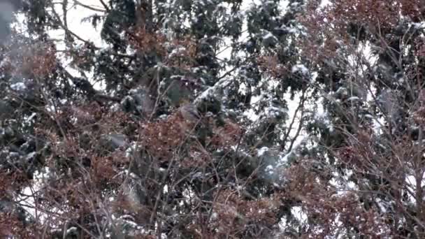 Severní Pták Druh Borovice Groszobák Krmení Zimě Během Boční Sněžení — Stock video