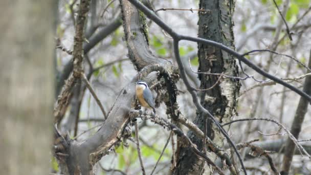 Red Breasted Nuthatch Bird Picking Tiny Prey Taking Branch — Stock Video