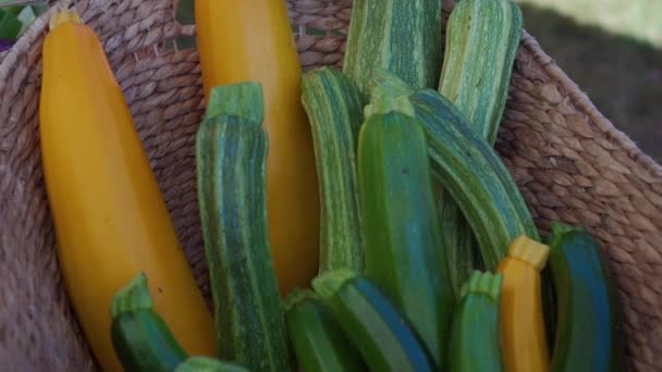 ズッキーニと農家市場での地元の野菜の表示 — ストック動画