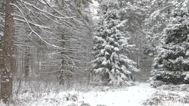 Hermoso País Las Maravillas Invernales Bosque Mixto Norteamericano Durante Las — Vídeo de stock